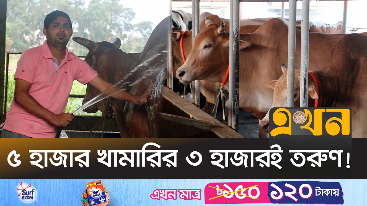 ফেনীতে গবাদিপশু পালনে ঝুঁকছে তরুণরা | Cattle Farm | Ekhon TV