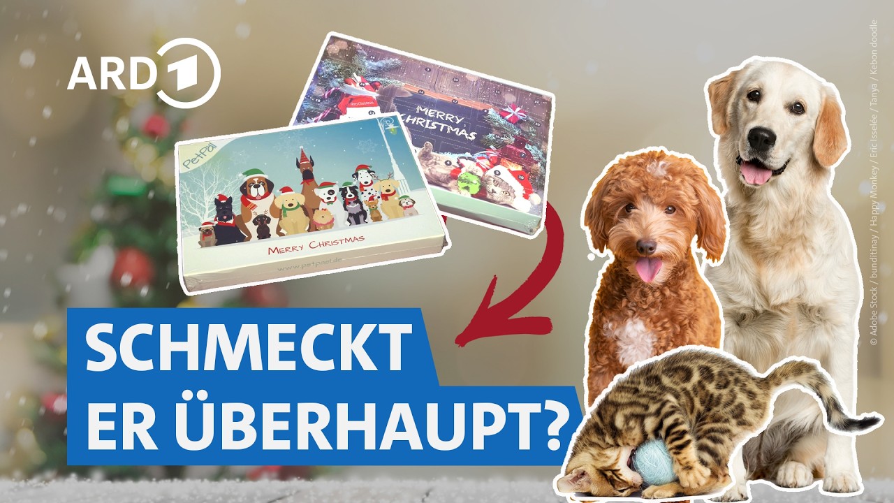 6 Adventskalender für Hunde & Katzen: Wie günstig, gesund und lecker sind sie? | Die Ratgeber HR