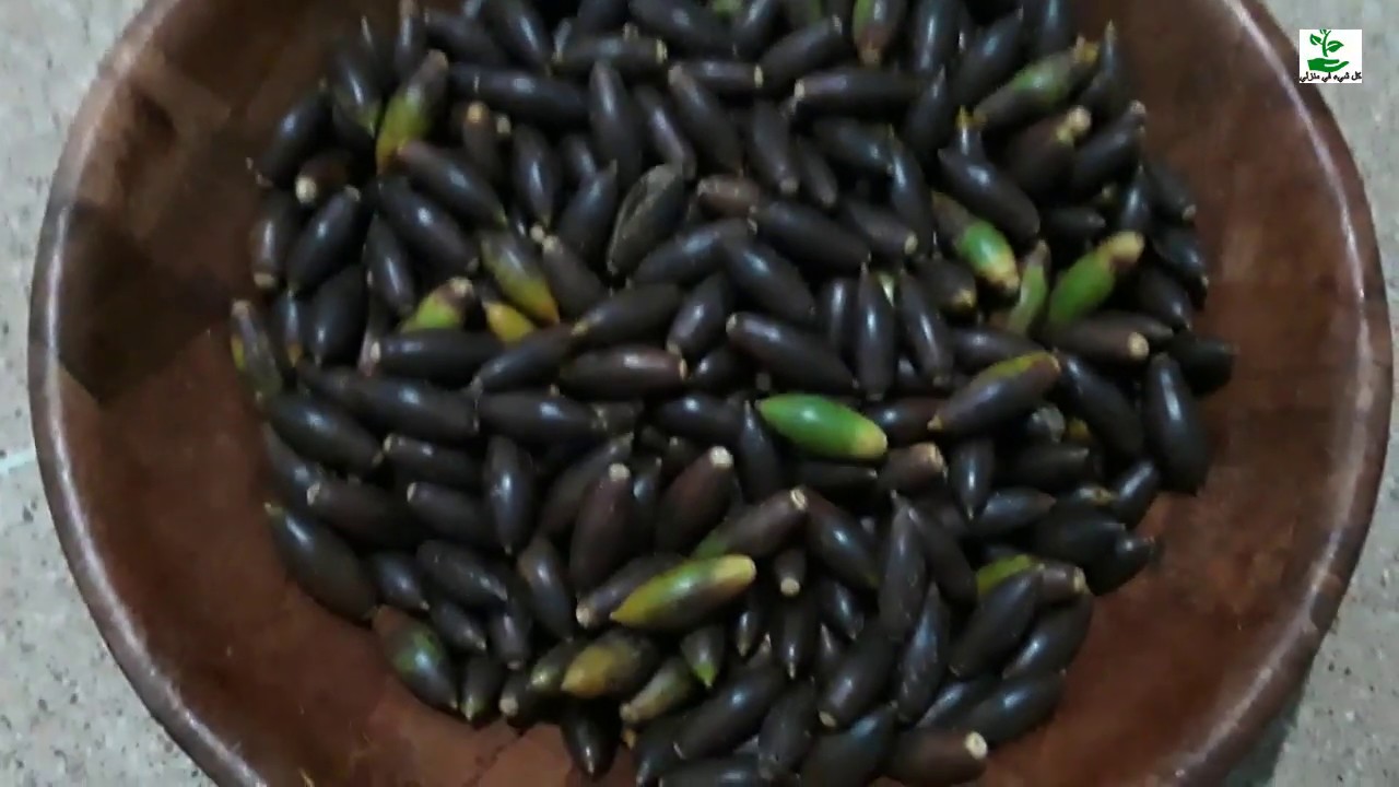 كيفية تجفيف البلوط و تحويله إلى كسكس