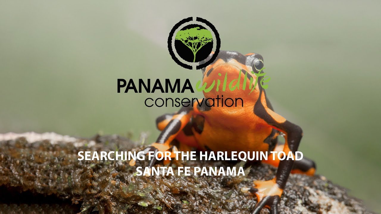 Searching for Harlequin Toad