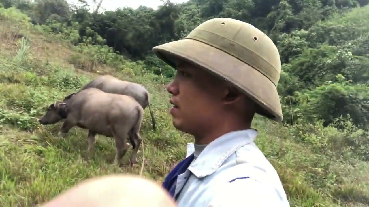 Chăn trâu