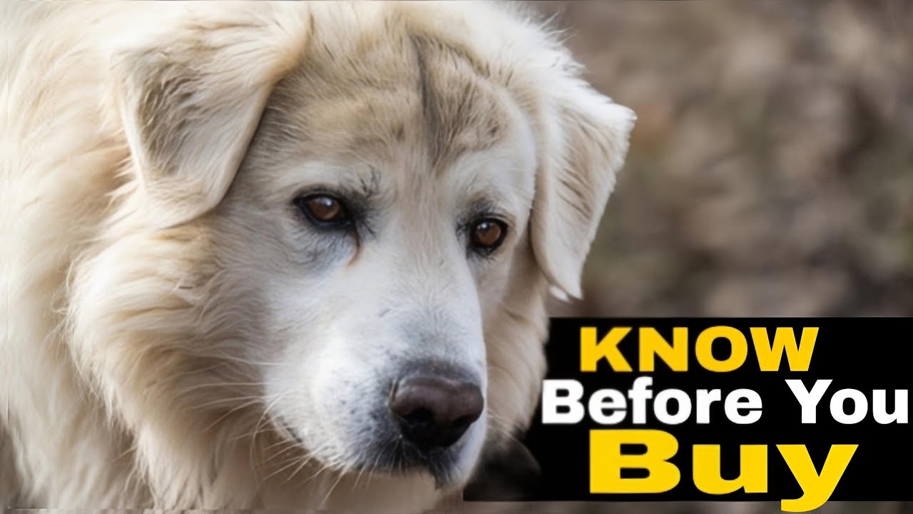 Maremma sheepdog 8 problem to Know Before Buying😳!!