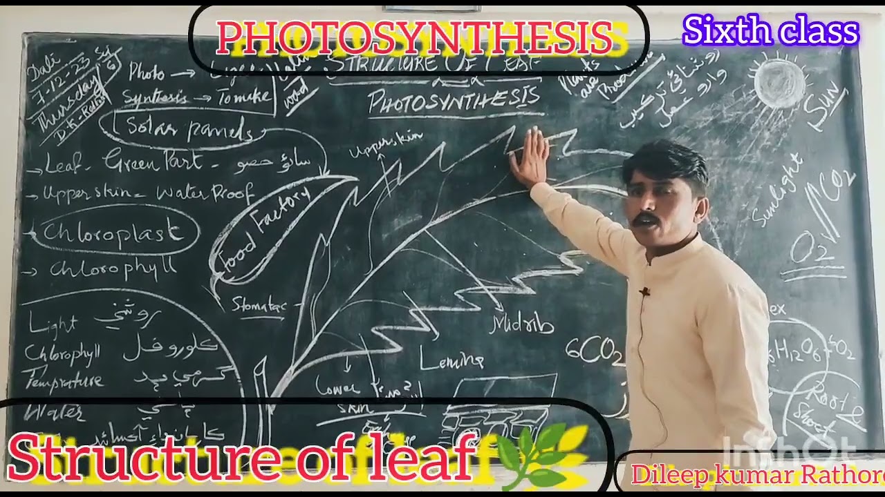 Structure Of Leaf & Photosynthesis Leaf As A Food Factory & Solar Panels Science Six