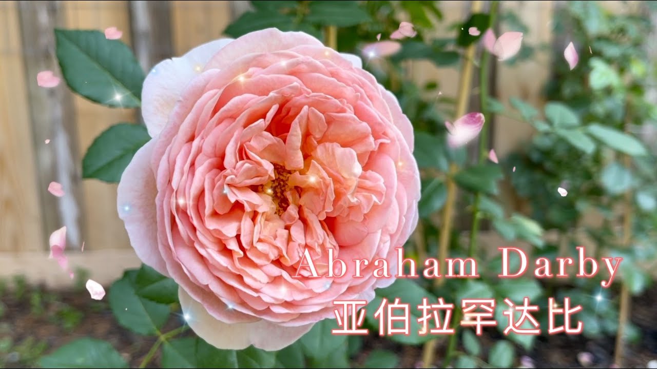 Abraham Darby 亚伯拉罕达比，DA rose, 大卫奥斯汀月季，绝美大花三文鱼色浓香，顺便聊聊可藤可灌，坐标多伦多
