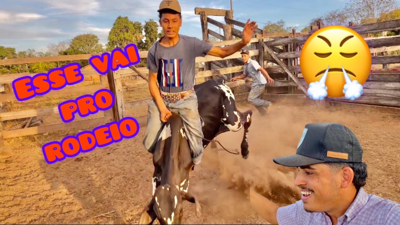 Dois bezerros que veio de longe pra doma 🤠