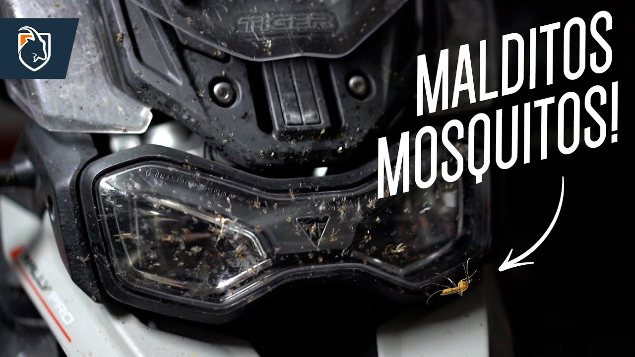 Cómo limpiar los mosquitos de nuestra moto | Cabras Sobre Ruedas