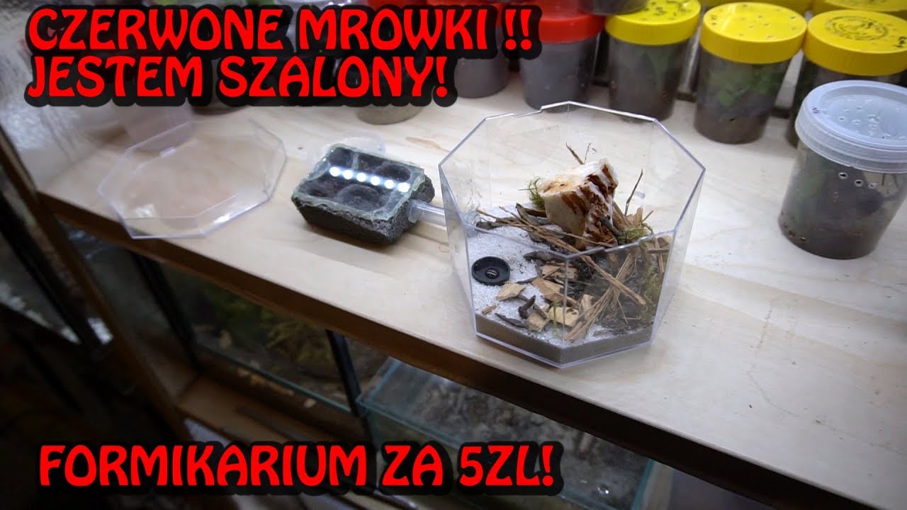 Poznajcie moje CZERWONE MR&Oacute;WKI! Myrmica sp