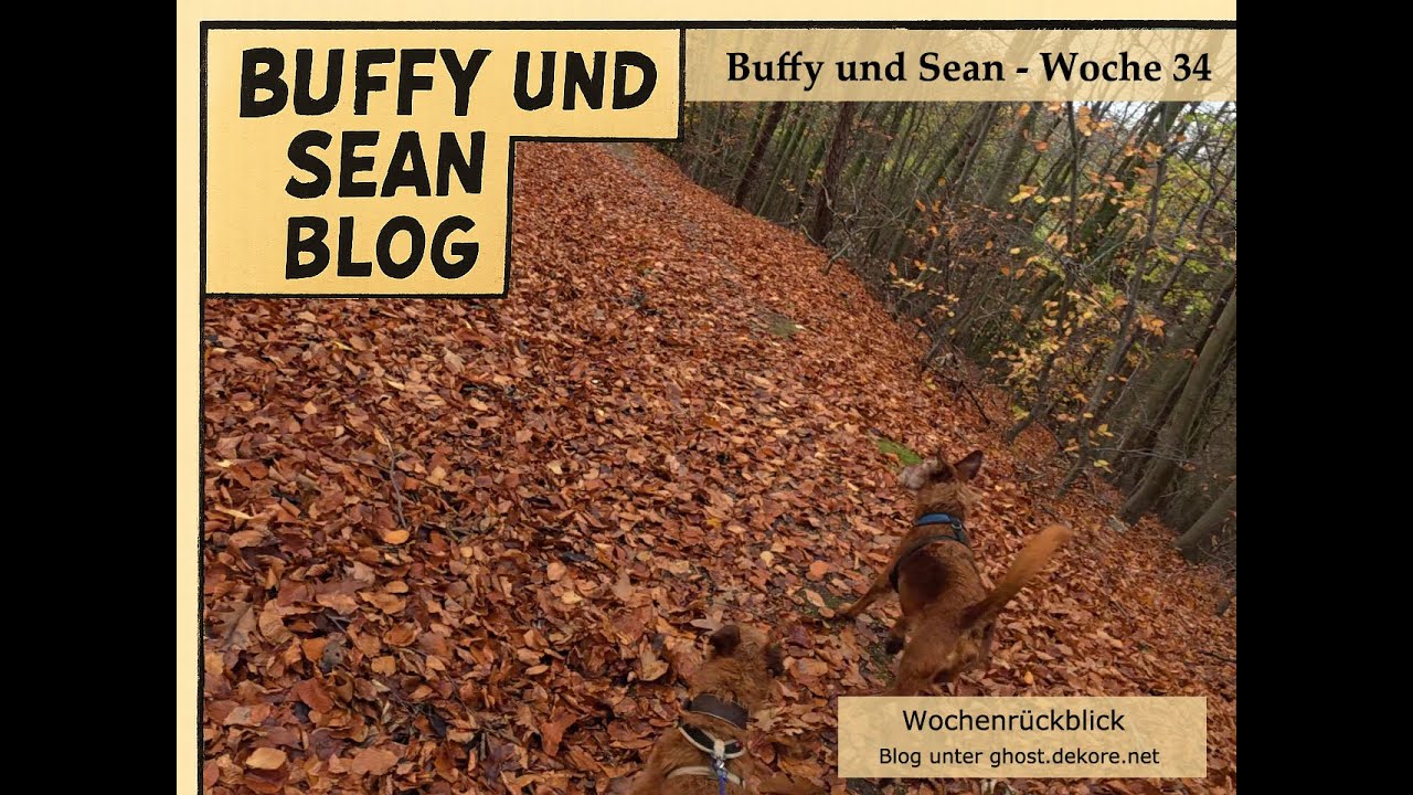 Vierunddreisigster Wochenrückblick Buffy & Sean: Park • Wald • Feld im Herbst