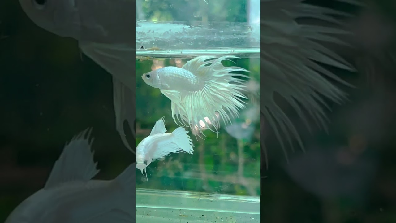 Platinum white crow tail🤍🤍🤍🤍#exoticbetta #bettasales