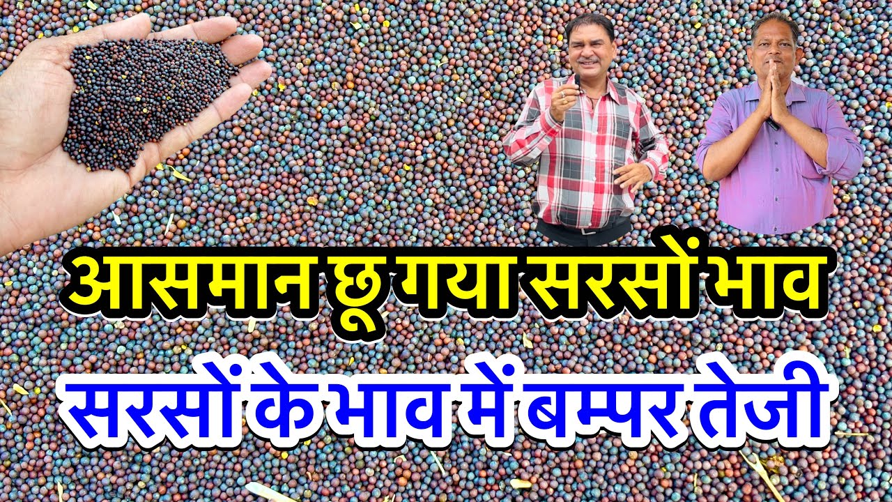 नई सरसों का ताजा भाव आज का अलवर मंडी! सरसों के भाव में आया जोरदार उछाल देखें भाव #sarsokabhav #viral