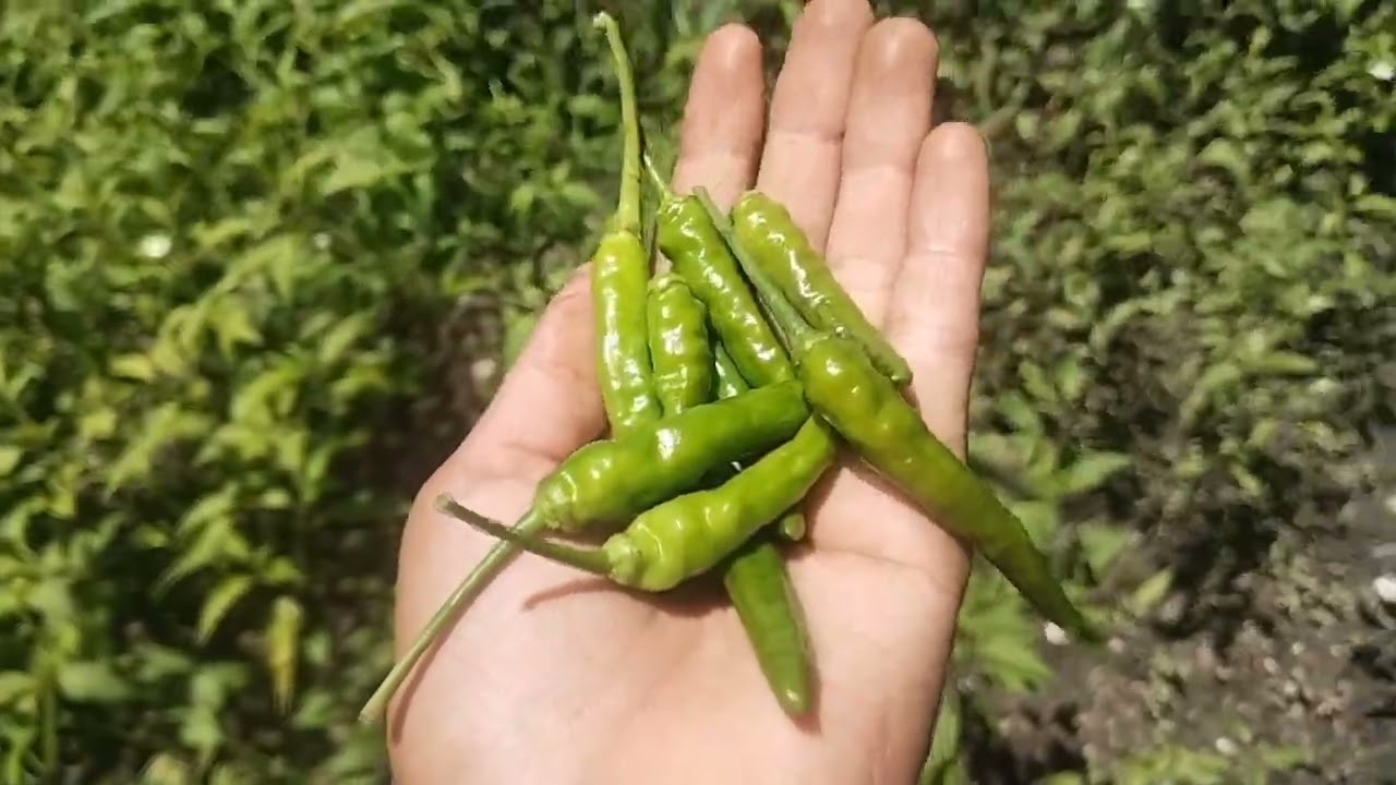 घास काटते समय कट गई उंगली 