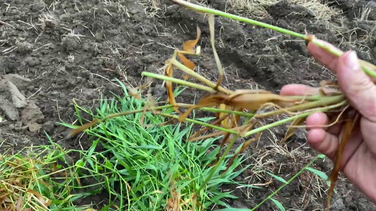 Como plantar CAPIM TANGOLA - link de venda na descrição