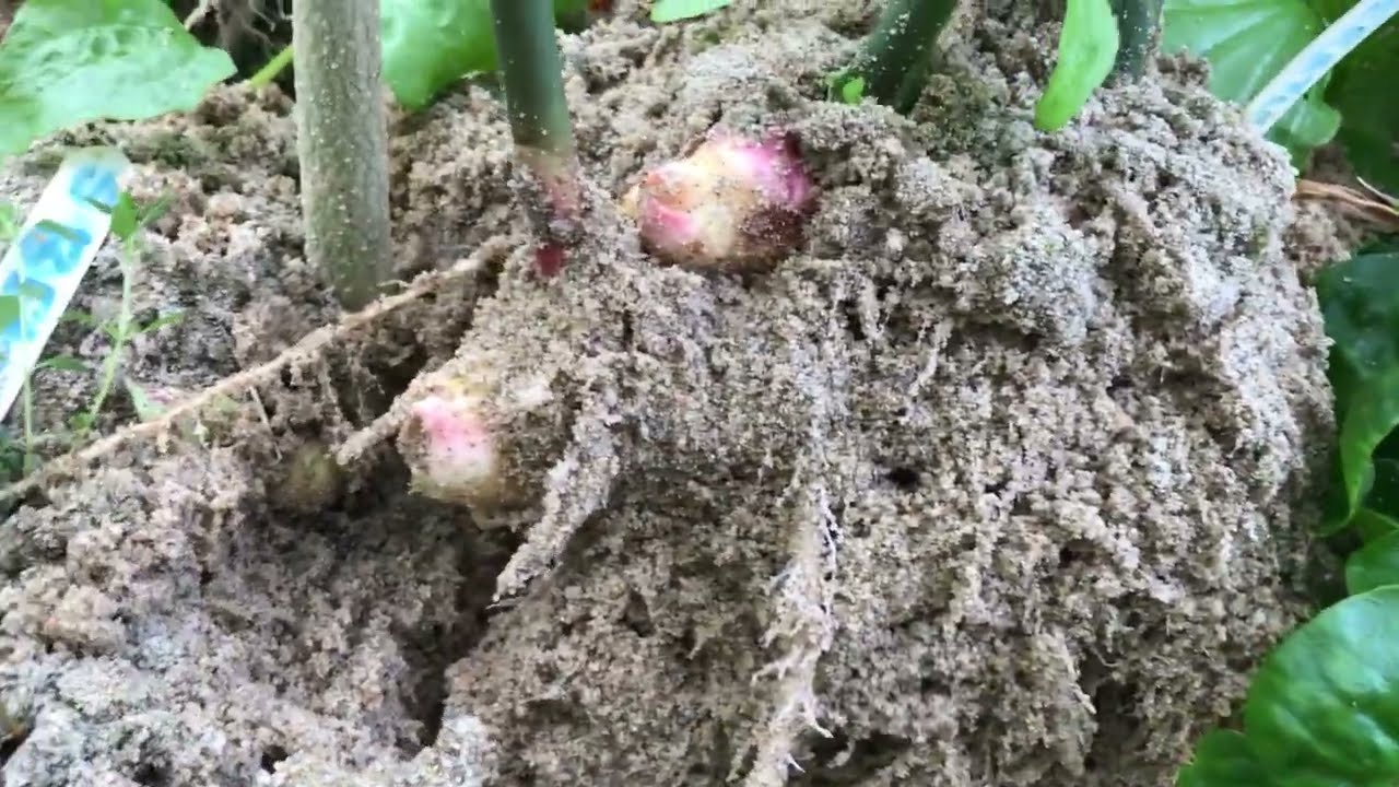 Week 135 iAVs/Sandponics: Harvesting 240 grams Tumeric & 1.6 kg Ginger!