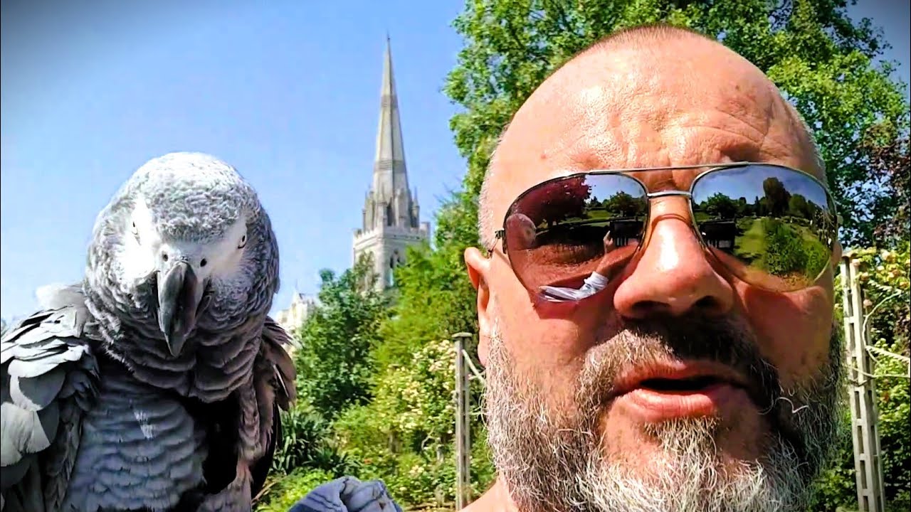 Parrot Walks In Chichester - Part Two