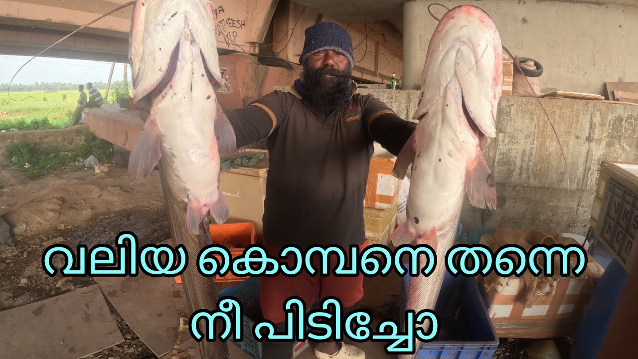 വലിയ കൊമ്പനെ തന്നെ നീ പിടിച്ചോ | FISHINGVLOG | #reallife #realfishing 