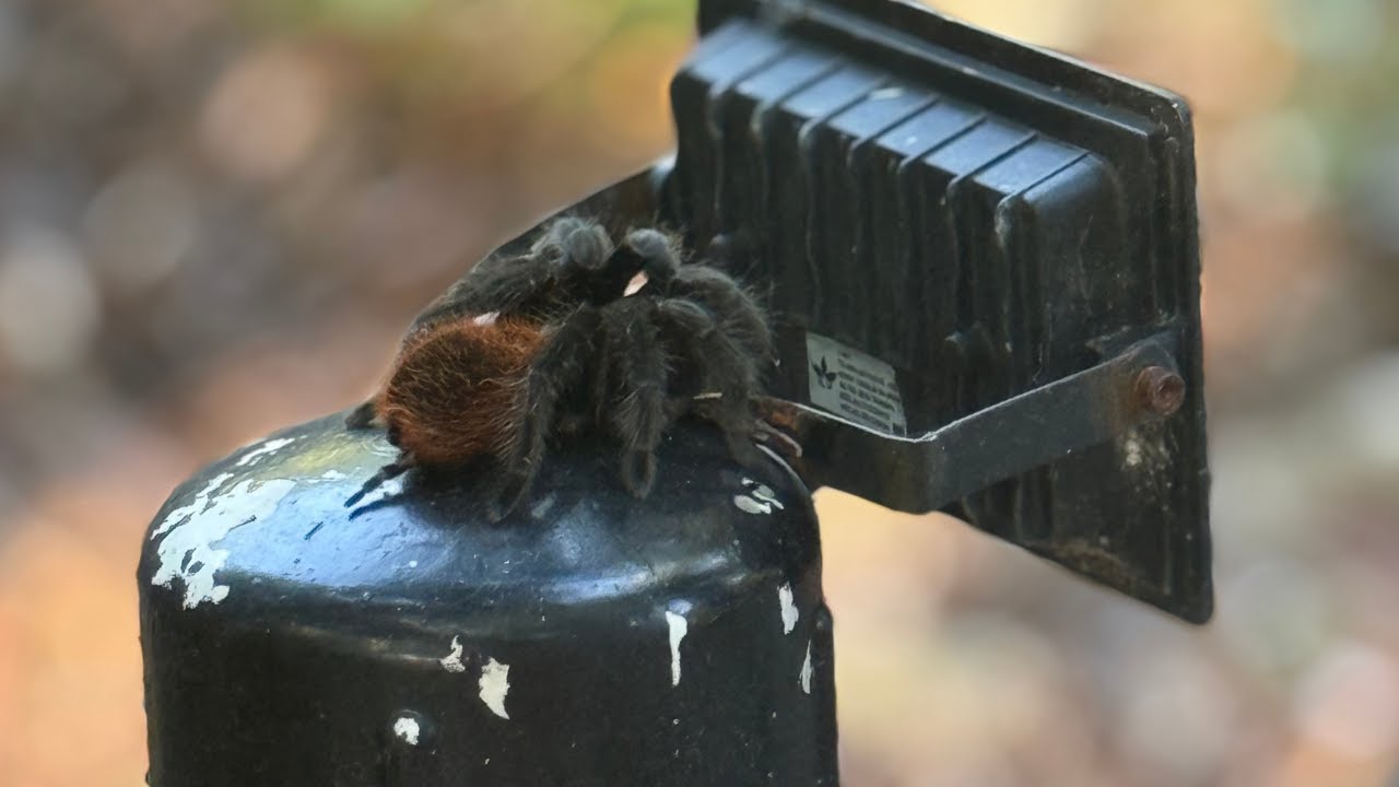 We Swam in 4 Cenotes… Then Spotted a Wild Tarantula! 🕷️