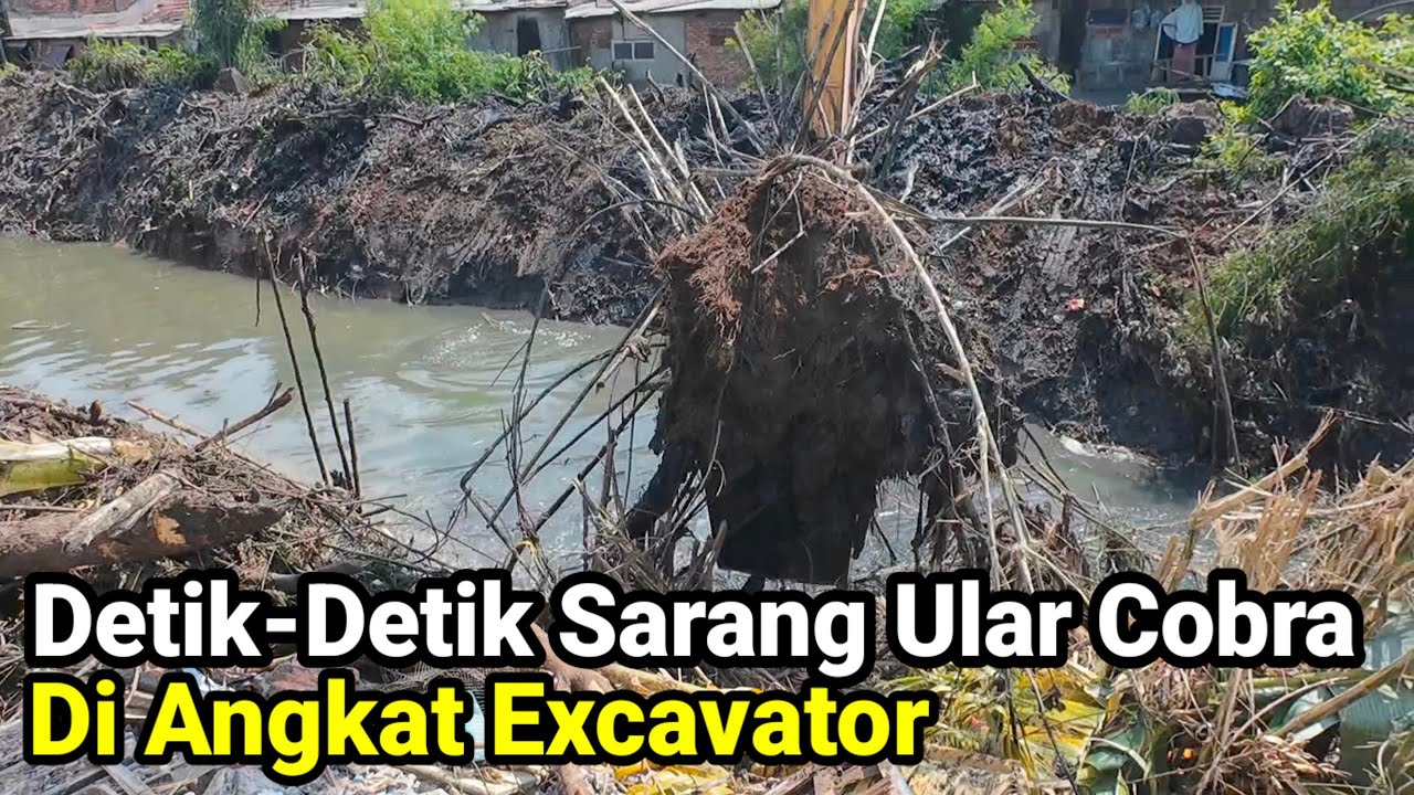 Detik Detik Sarang Ular Cobra Di Angkat Excavator