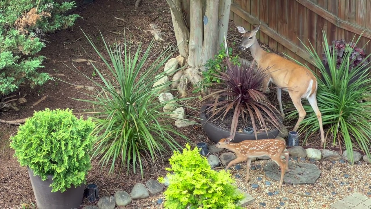 Doe with Fawn