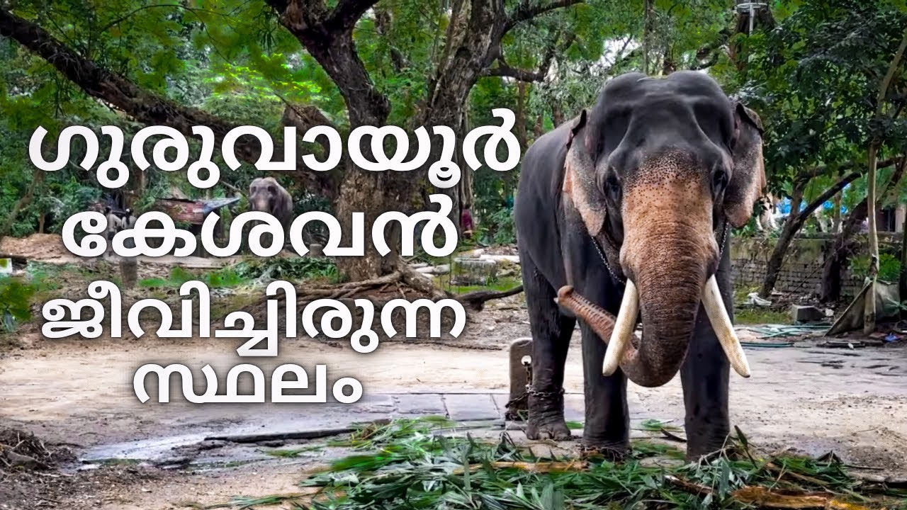 ഗുരുവായൂർ ആനത്താവളം | Punnathur Kotta Elephant Camp Sanctuary Guruvayur