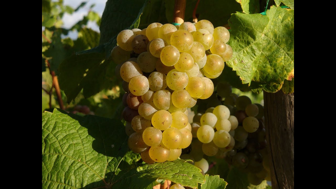 Moezelwijn - wijnbouw aan de Moezel - Duitsland - Wijn - Riesling - Bernkastel-Kues - Cochem - Trier