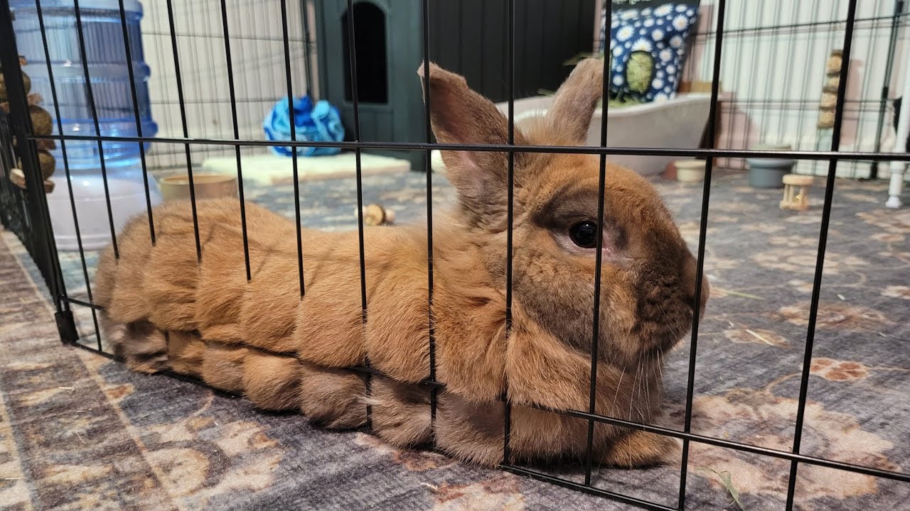 Short Bunny Video | I got him more toys!