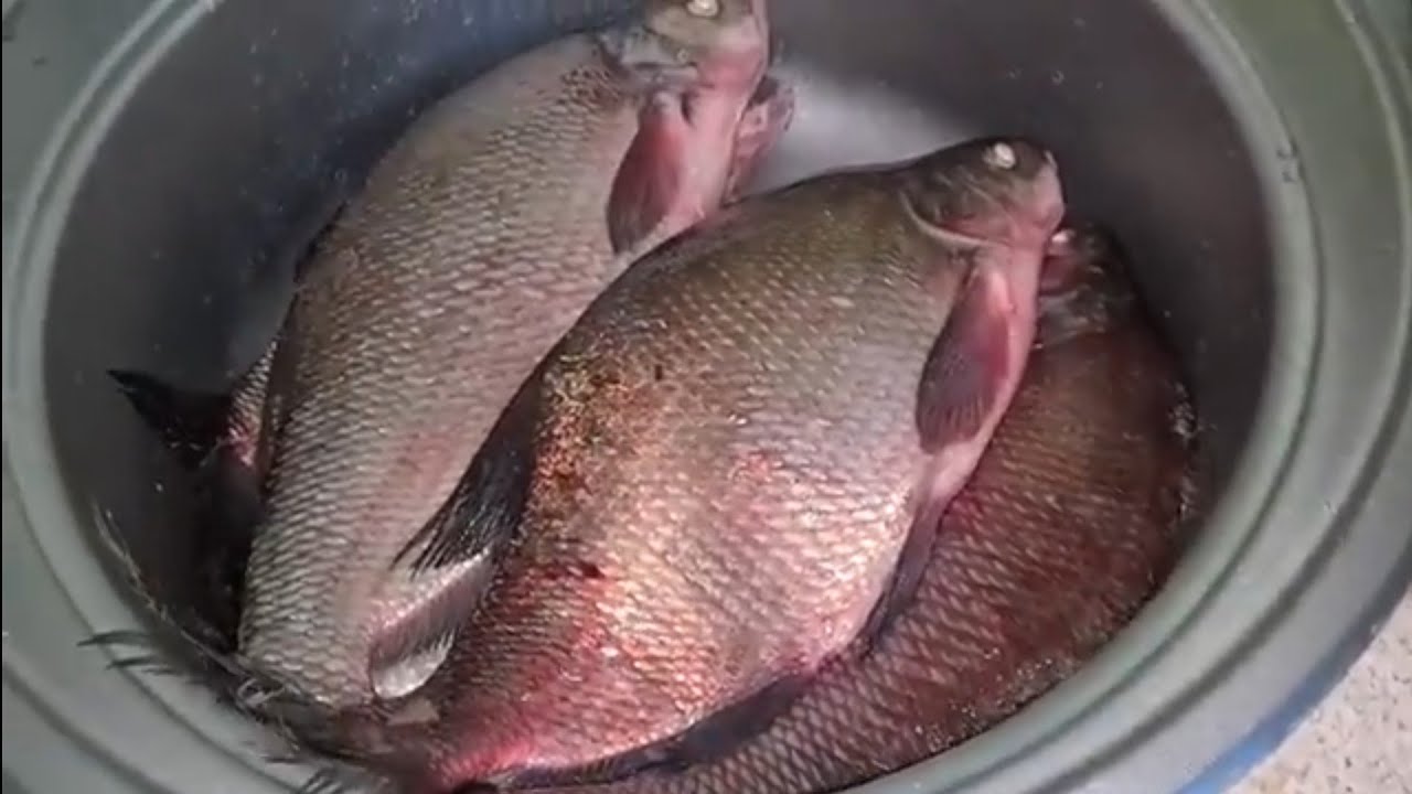 ВКУСНЕЙШИЕ СОЧНЫЕ КОТЛЕТЫ ИЗ РЕЧНОЙ  РЫБЫ  🐟👍