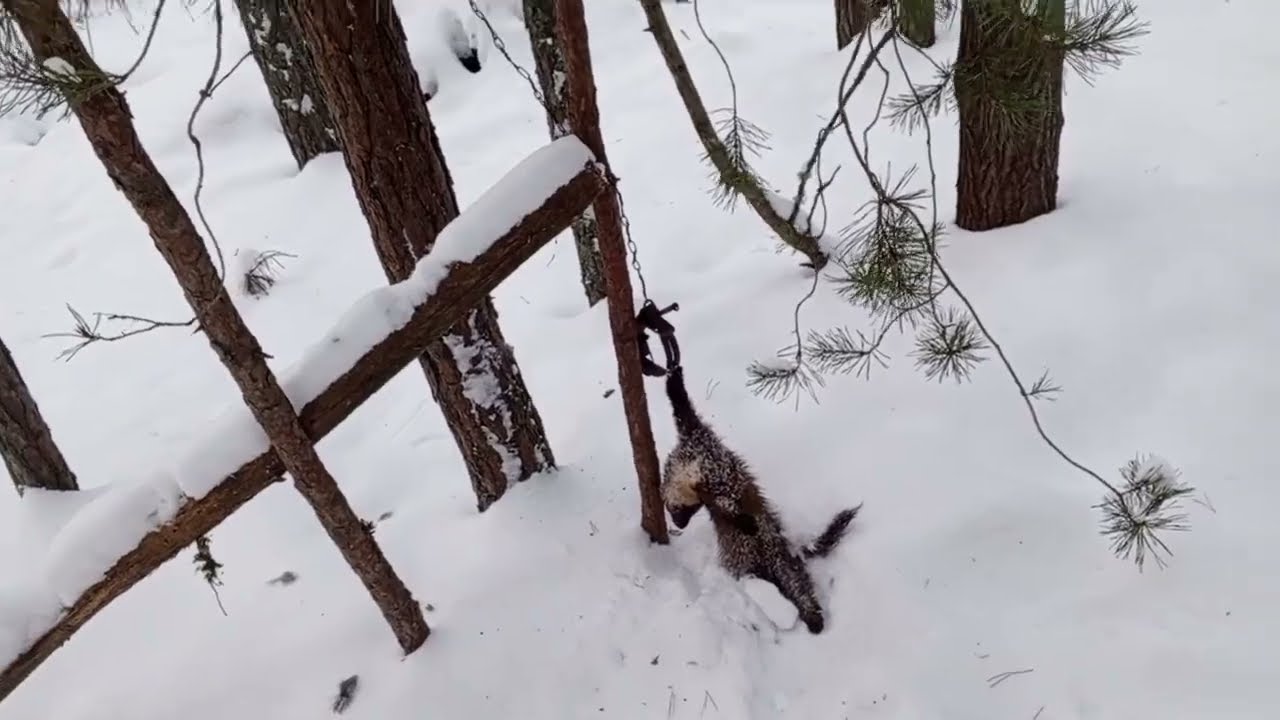 Завершення сезону на великому маршруті.