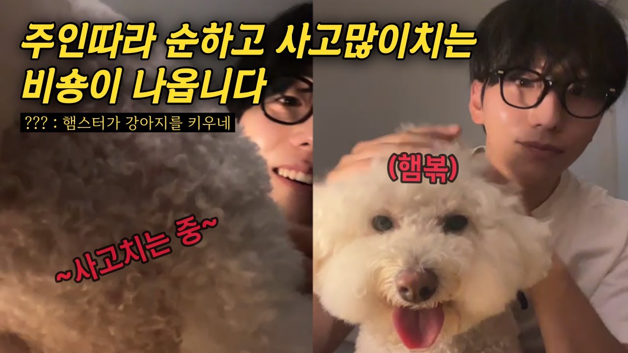 [엑디즈/건일] 비숑과 드러머