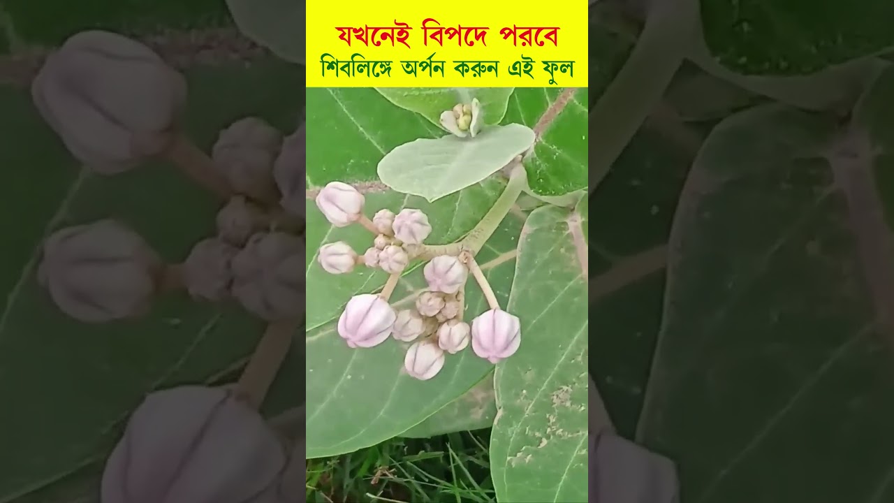 Whenever you are in danger, offer this flower..|