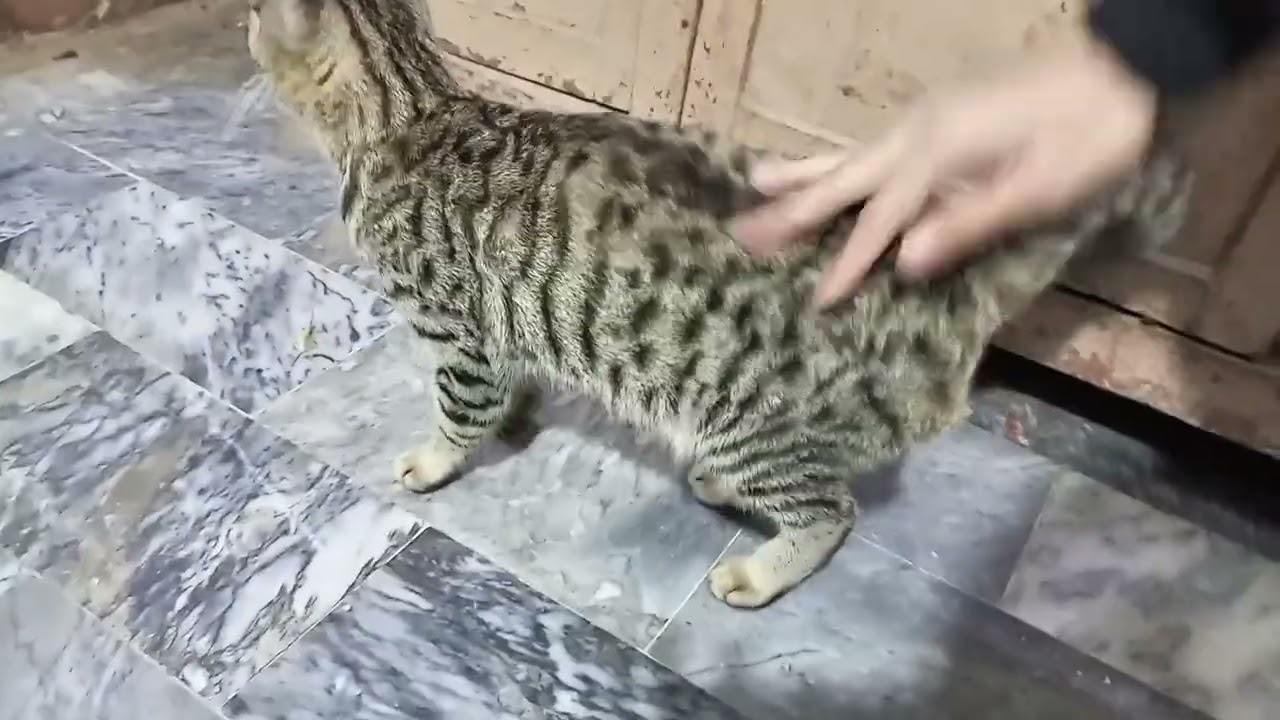 Cat loves to playing with my feet and hand 🥺 do this things with your cat will love you 