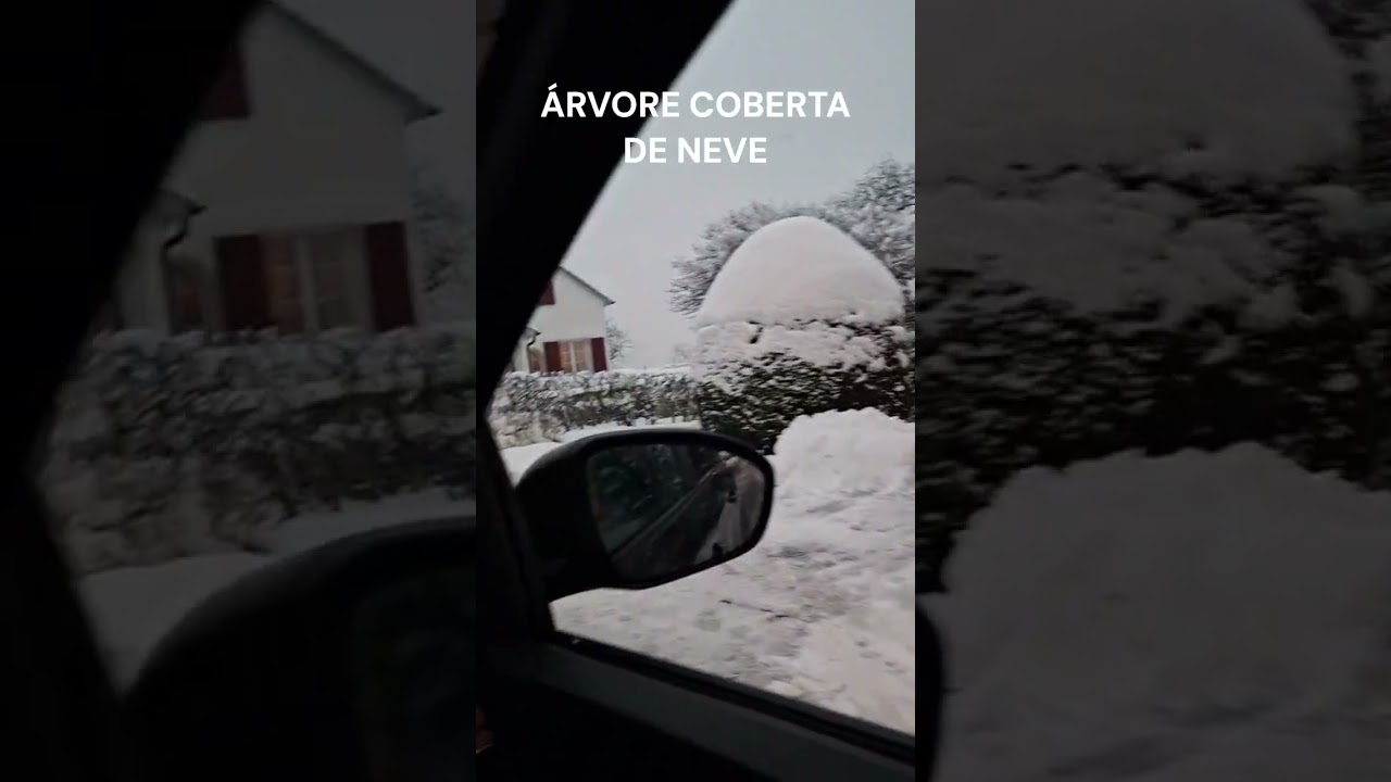 Árvore coberta de neve