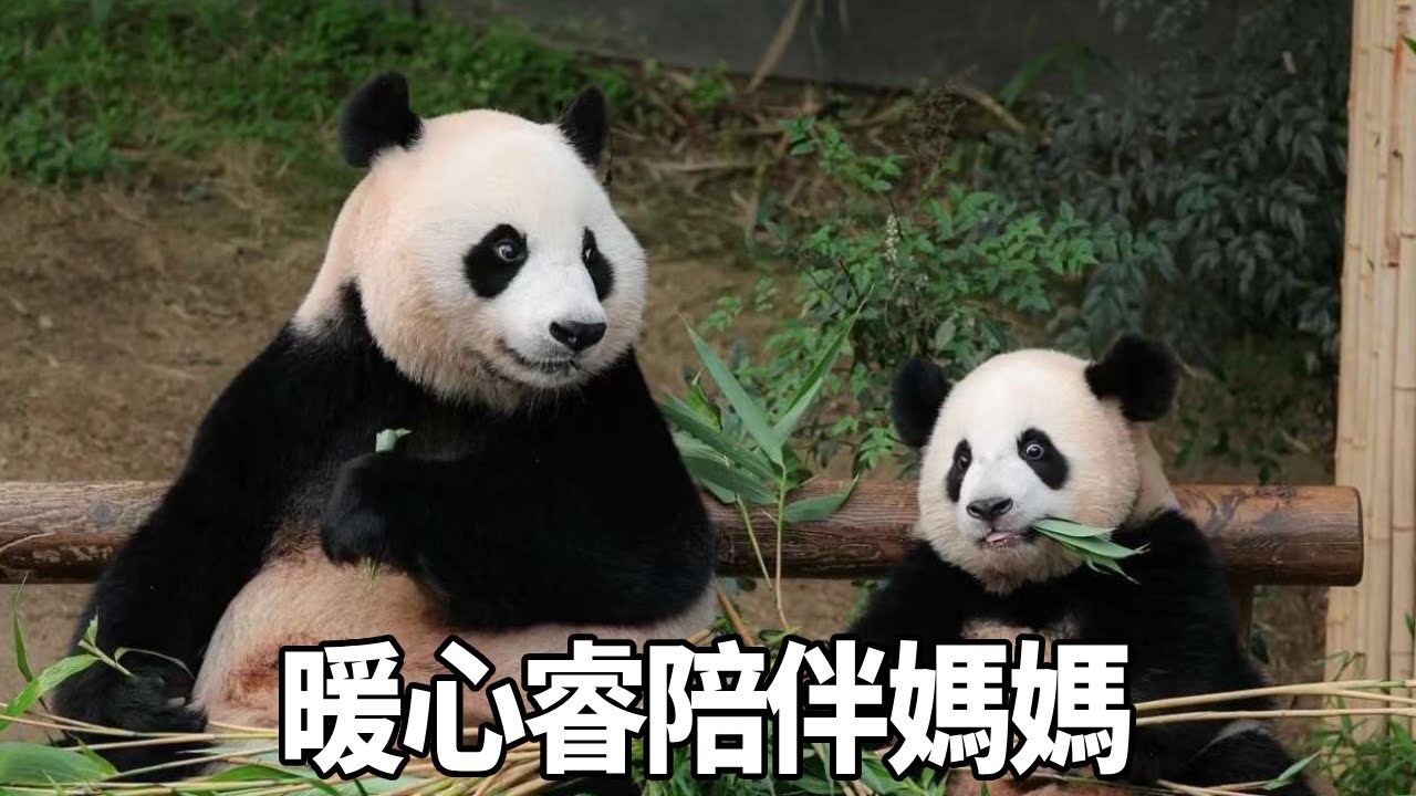 愛寶想要和姊妹倆一起在小樹上玩耍被勸退，失落的坐在一旁，睿寶看見後滑下小樹陪伴在媽媽身邊【有趣的喵哇】