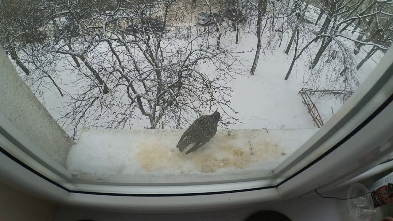 Birds at windowsill