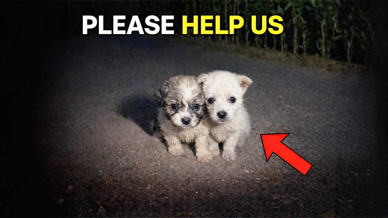 In the Dark Night, The Two Puppies Huddled Together, Trembling and Pleading For Help