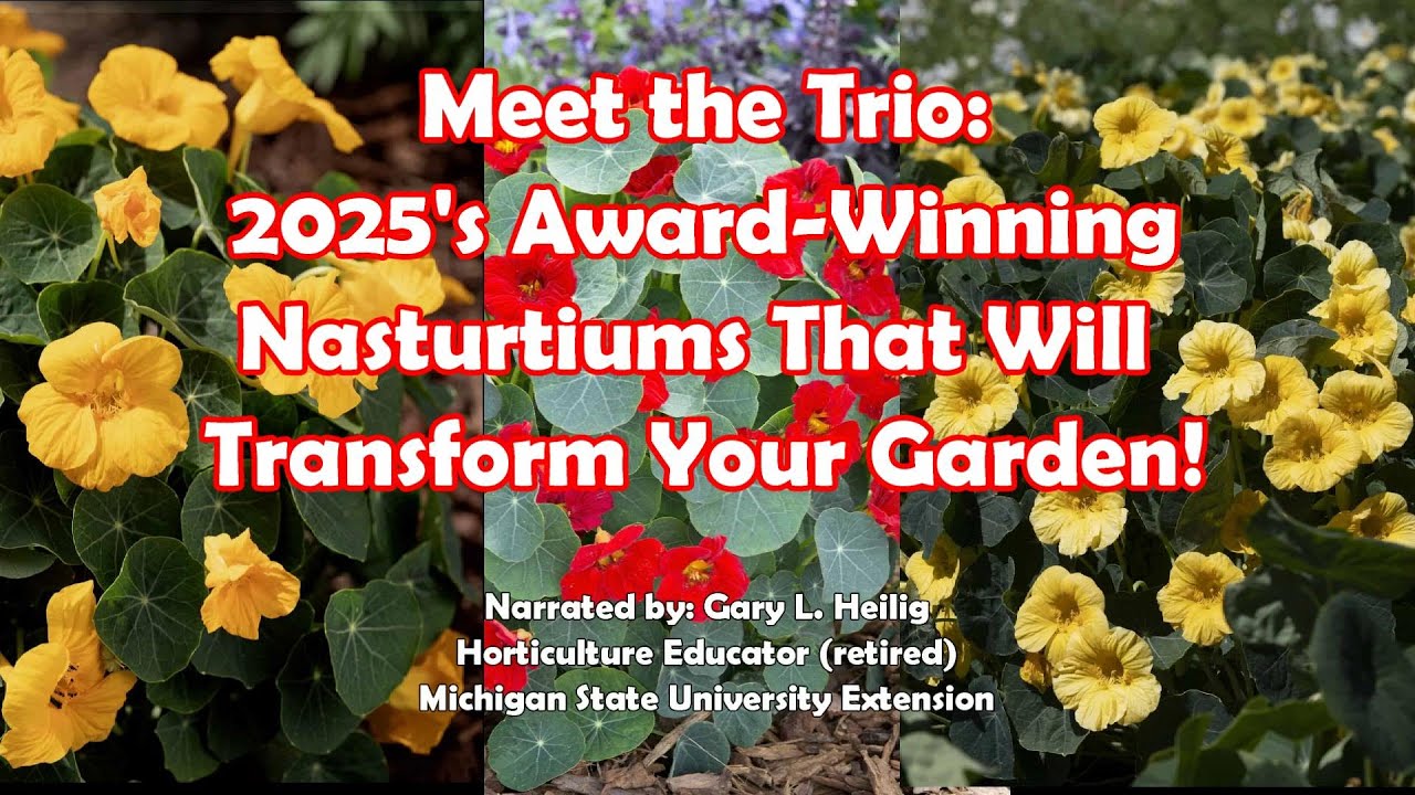 Meet The Trio: 2025 Award Winning Nasturtiums That Will Transform Your Garden
