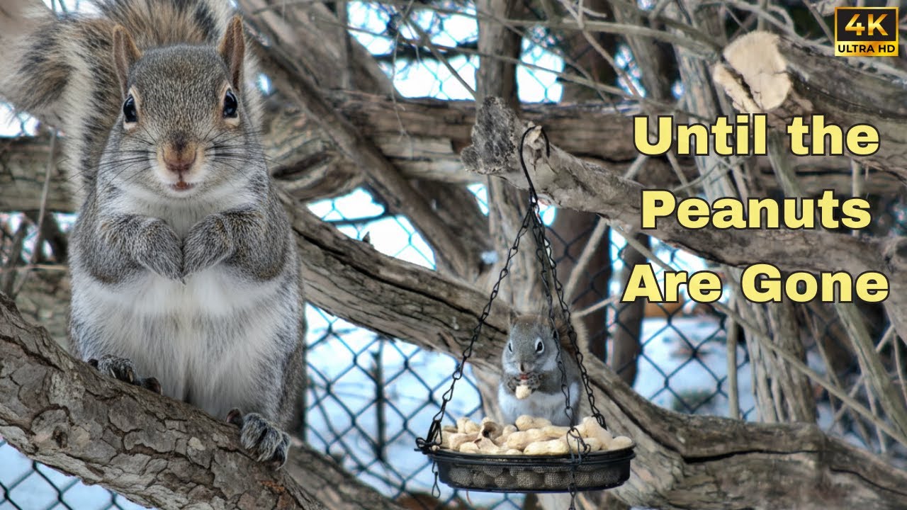 Cute Squirrel moment in 4K Ultra HD | Peaceful Wildlife Watching