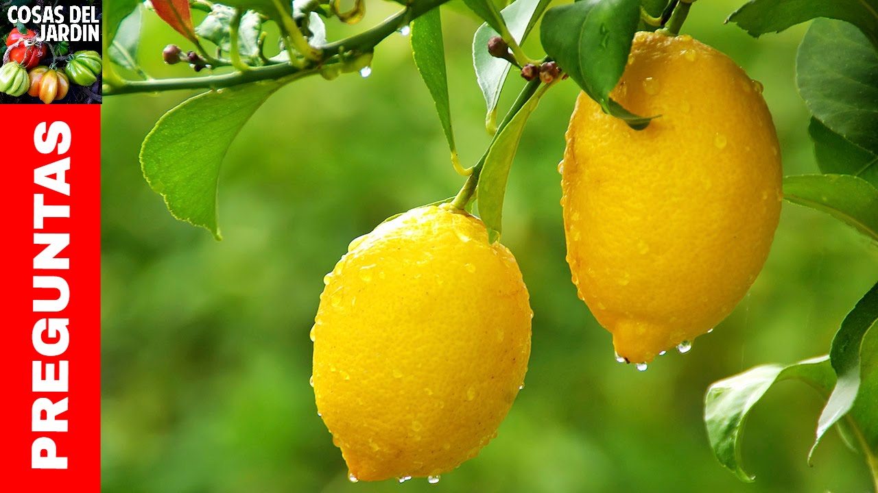 Top 10 preguntas sobre limoneros- Regar Podar Fertilizar Caida de frutos  Cuidados Invierno Mace