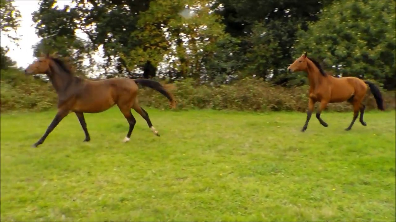 🎠 Funny Horse 🎠