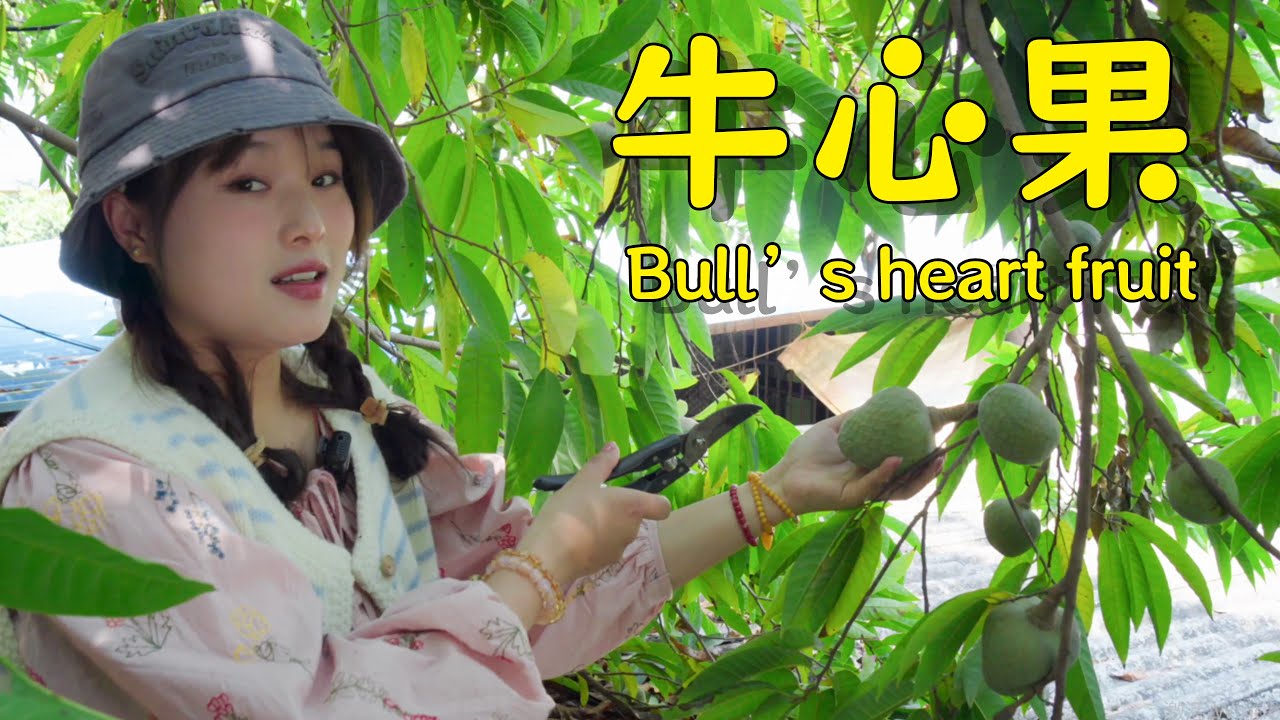 在西双版纳种满稀奇水果的果园，也太好逛了！【叫我阿霞Channel】