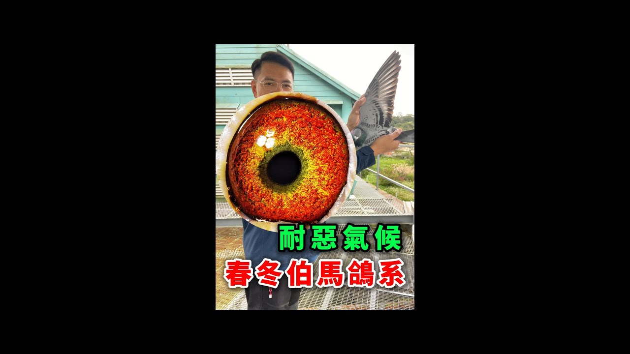 斑公25-992344【根王鴿舍】【根王富山】| 賽鴿 | 信鴿 | 種鴿  | racing pigeon