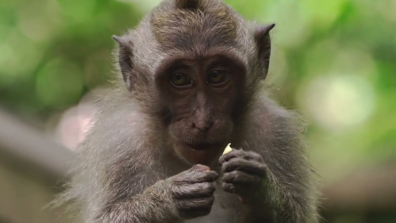 In Bali, ambient soundscapes from places you miss
