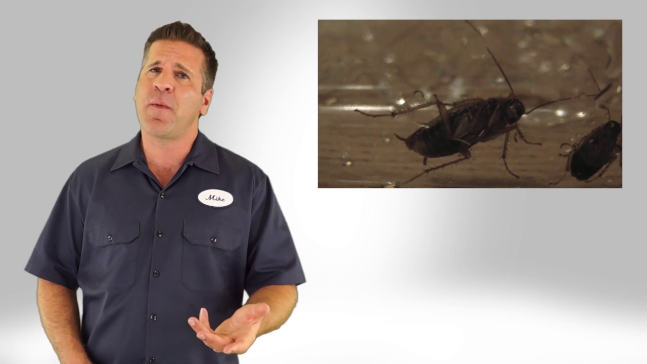 pest control near me