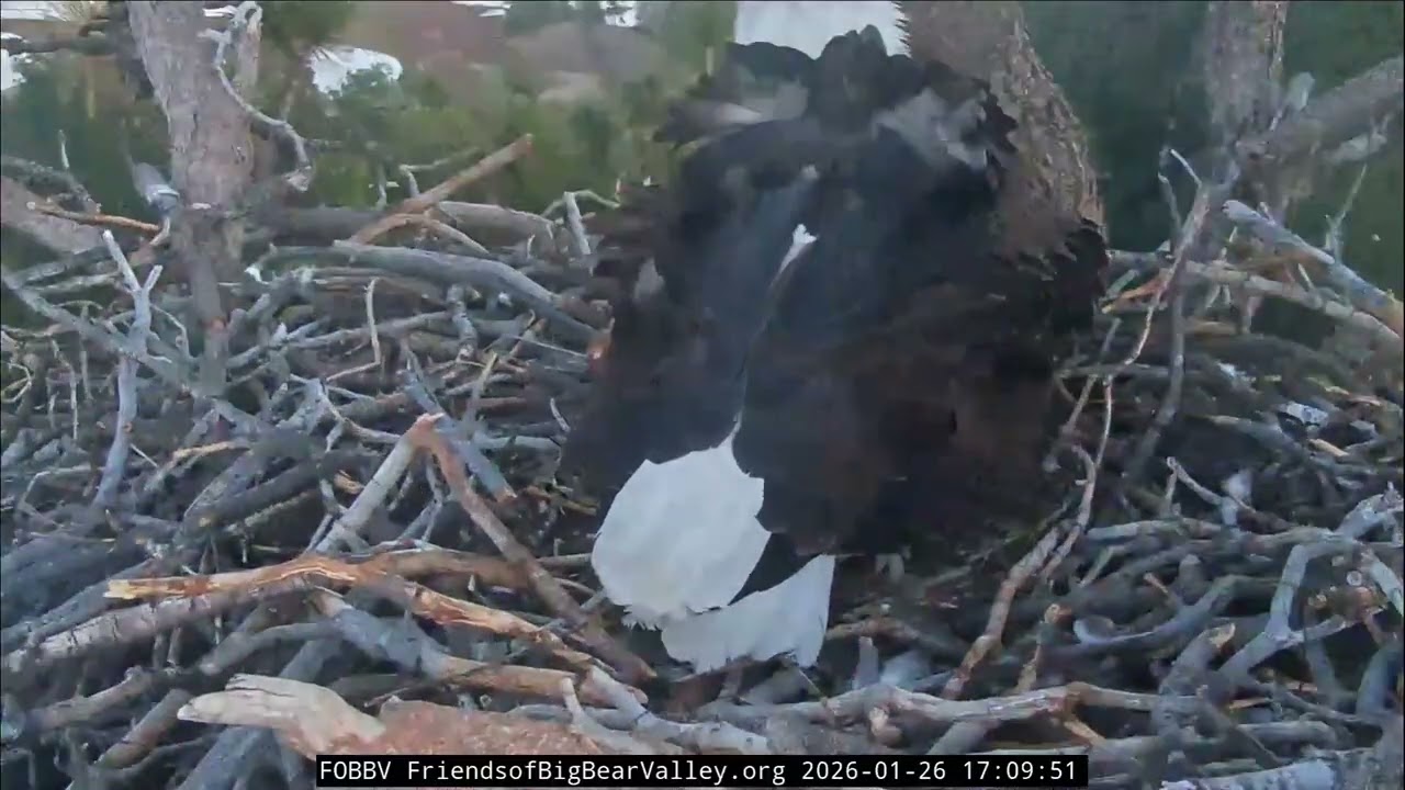 Jackie laid Egg #2 🥚🥚🥰| 1.26.26