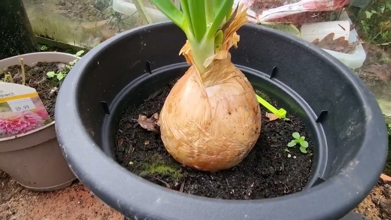 Greenhouse update , onions,  onionsets leeks and dahlia updates 