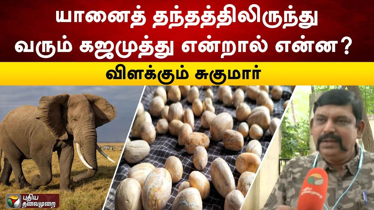 யானைத் தந்தத்திலிருந்து வரும் கஜமுத்து என்றால் என்ன? விளக்கும் சுகுமார், (வன அலுவலர்)  | PTT