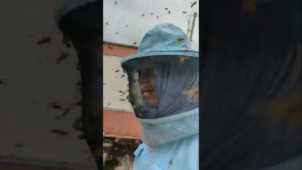 Massive Yellow Jacket Swarm || ViralHog