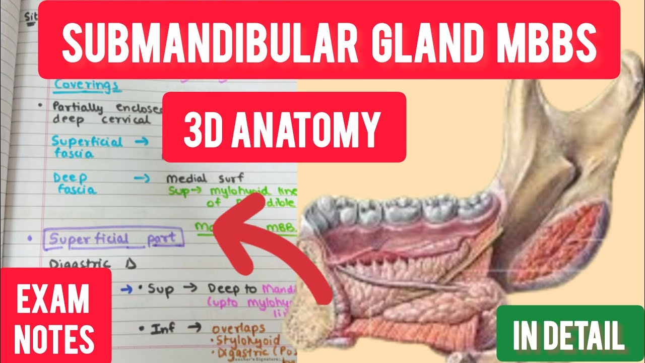 Submandibular Salivary Gland | 3D Anatomy | In Detail |MadforMBBS