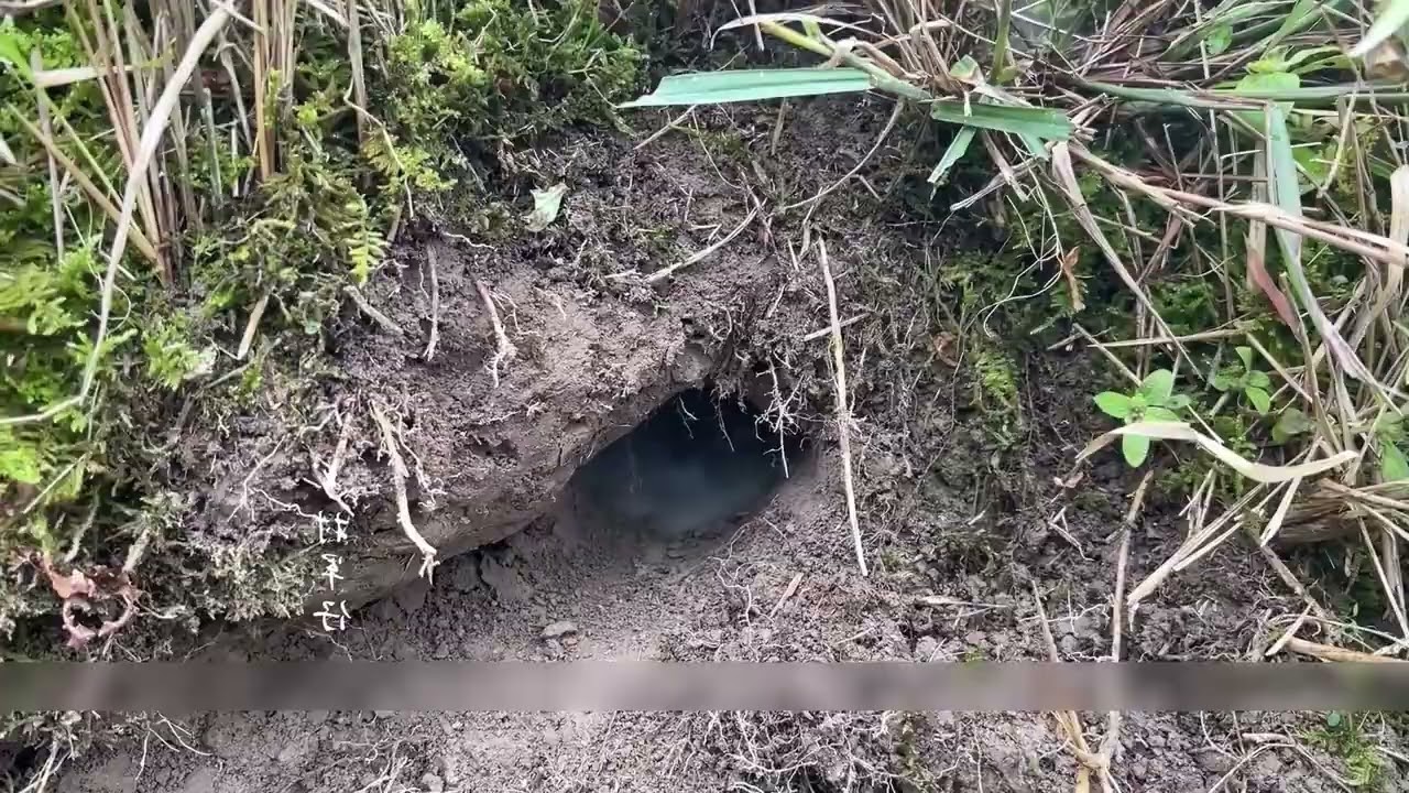 Catching Rats in the Field with Smoke – Dizzy Rats Can’t Escape | Mouse Hunter