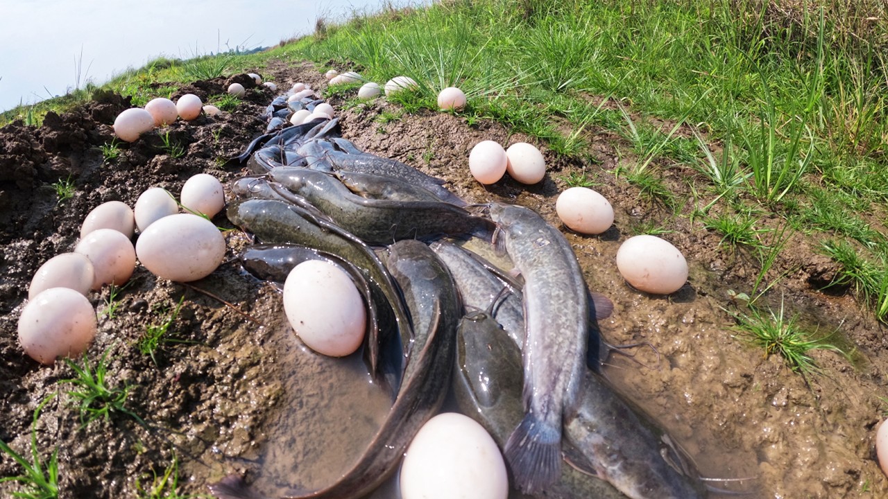Wow Amazing Fishing - Man catch a lot of fish and pick eggs in mud in rice field by skills hand