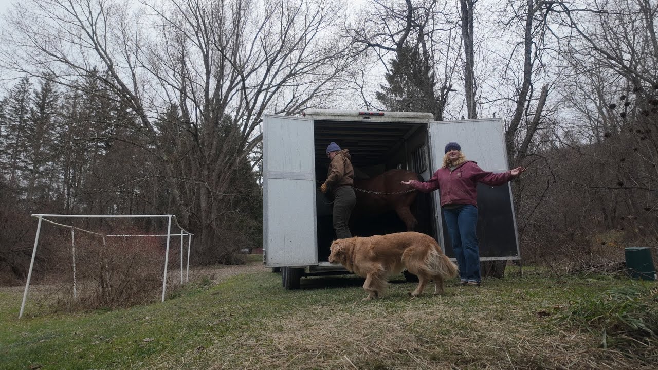 horse moves 